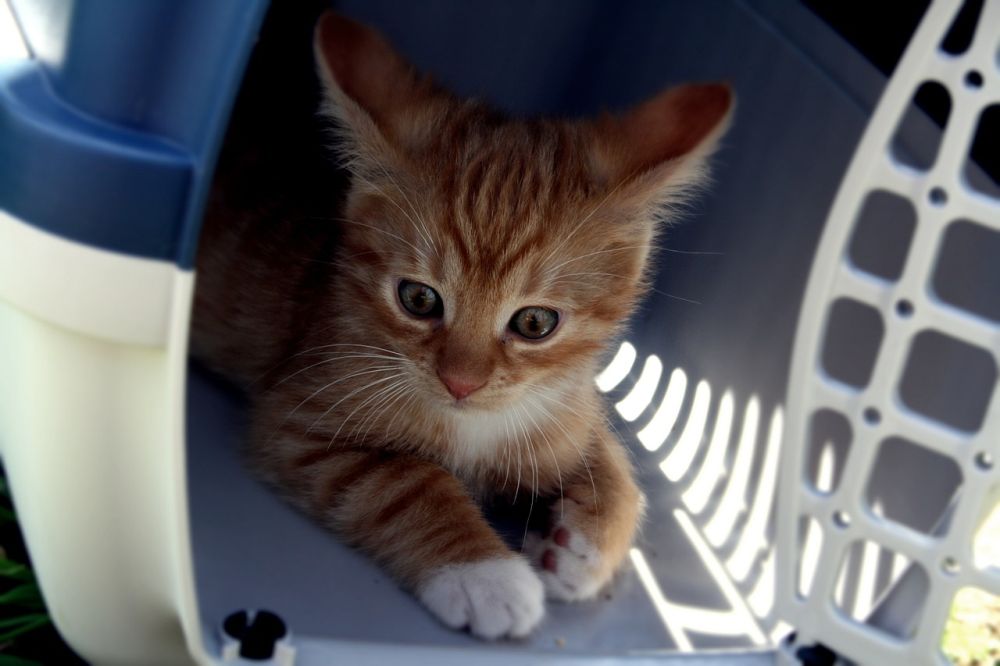 Obediente Tercero Templado Consejos para transportar un gato en coche a la clínica